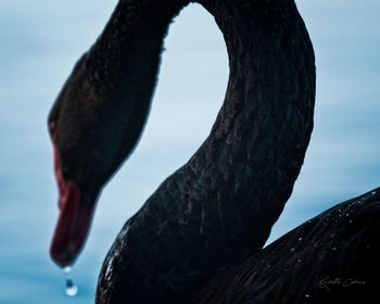 black swan