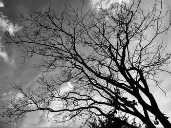 Low angle view of silhouette bare tree against sky