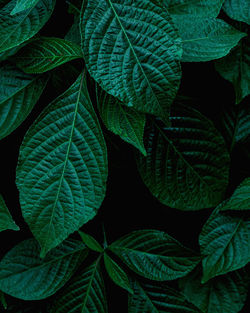 Closeup nature view of green leaf background, dark wallpaper concept.