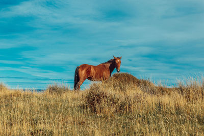 Horse standing on field against sky