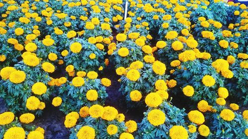 Full frame shot of yellow flowering plants