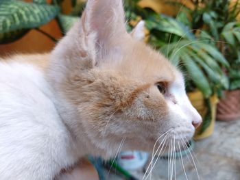 Close-up of cat looking away