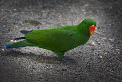 High angle view of parrot on leaf