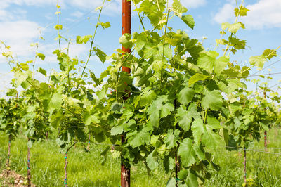 Vineyard growing on field against sky