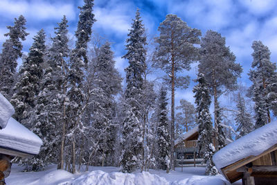 Snow covered trees in forest against sky