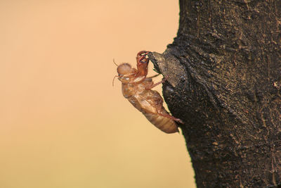 Close-up of insect on tree trunk