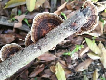 Close-up of snail on tree