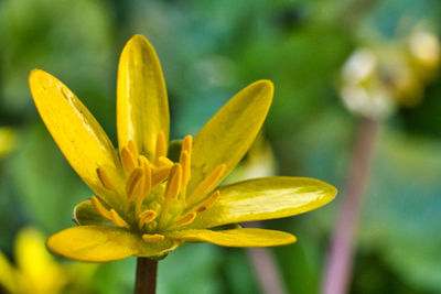 Close-up of yellow flowering plant