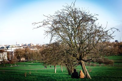 Trees in park against sky