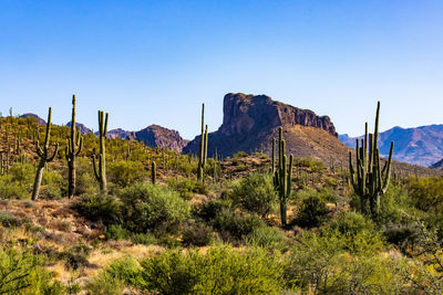 Scenic view of landscape against clear sky
