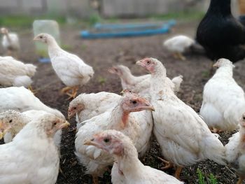Flock of birds in the farm