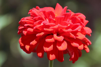 Close-up of red dahlia