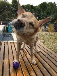 Close-up of wet dog on wood against trees