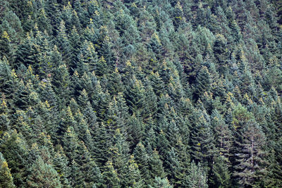 A dense forest surrounded by pine trees.
