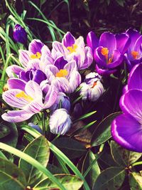 Close-up of purple flowers