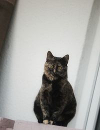 Portrait of cat on wall
