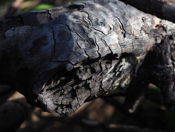 Close-up of wood