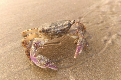 Close-up of crab on sand