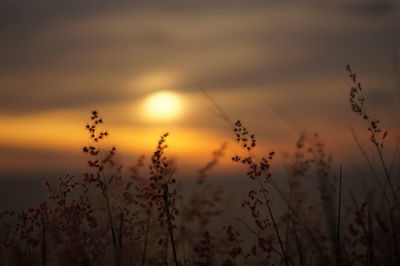 Close-up of plants against sunset sky