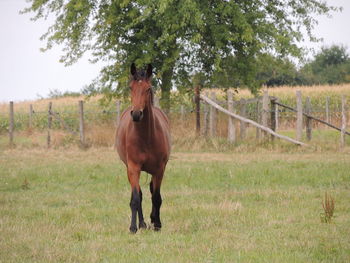 Horse standing in ranch