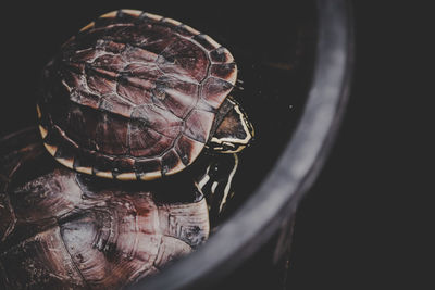 Close-up of a turtle