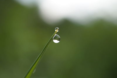 Close-up of drop on leaf