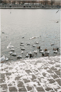 Birds swimming in lake