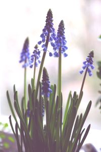 Close-up of purple flowers