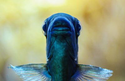 Close-up of a peacock