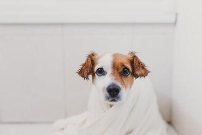 Portrait of dog wrapped in a towel while sitting on floor at home