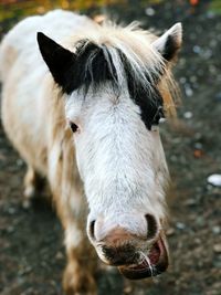 Close-up portrait of a horse