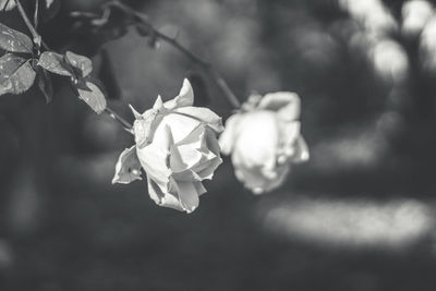 Close-up of flowers growing on twig