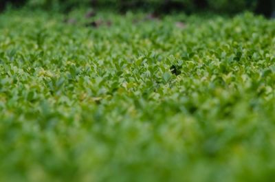 Full frame shot of fresh green field