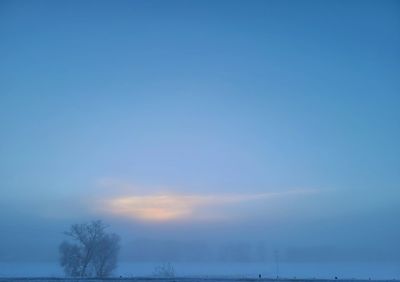 Scenic view of trees against blue sky