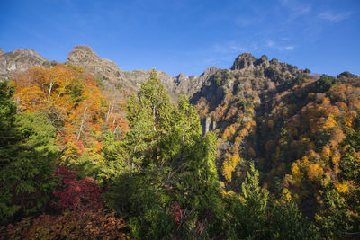 Scenic view of forest against sky during autumn