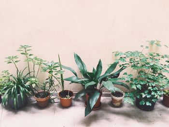 Close-up of pot plants against the wall