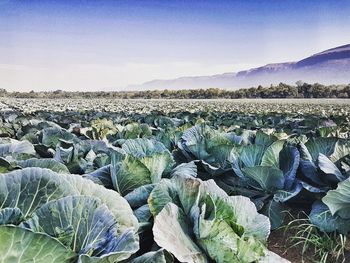 Scenic view of field against clear sky