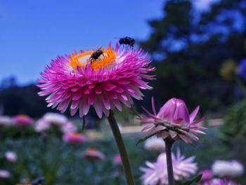 Close-up of bee pollinating on pink flower