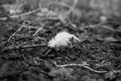 Bird on field