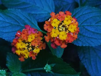 Close-up of yellow flowers