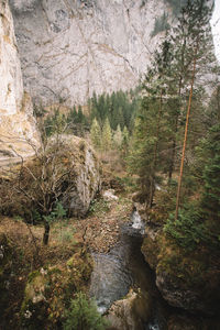 Scenic view of forest against sky