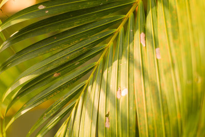 Close-up of palm leaves