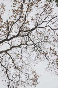 Low angle view of flower tree against sky