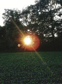 Sunlight streaming through trees on field against sky at sunset