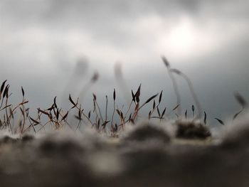Close-up of silhouette plants on field against sky
