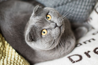 High angle portrait of a cat