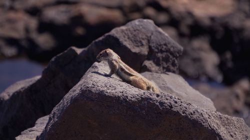 Chipmunk on rock