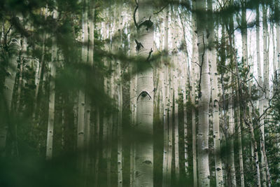 Reflection of trees in water