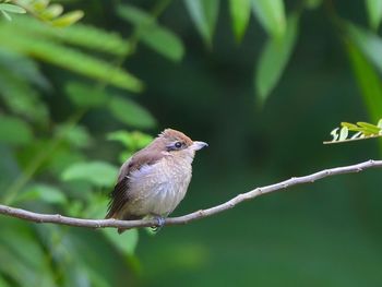 Close-up of bird perching on tree