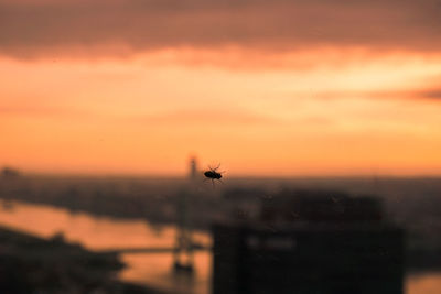 Close-up of insect against blurred background